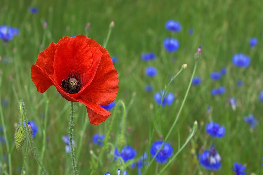 Red Poppy Flower Closeup Photograph Print 100% Australian Made