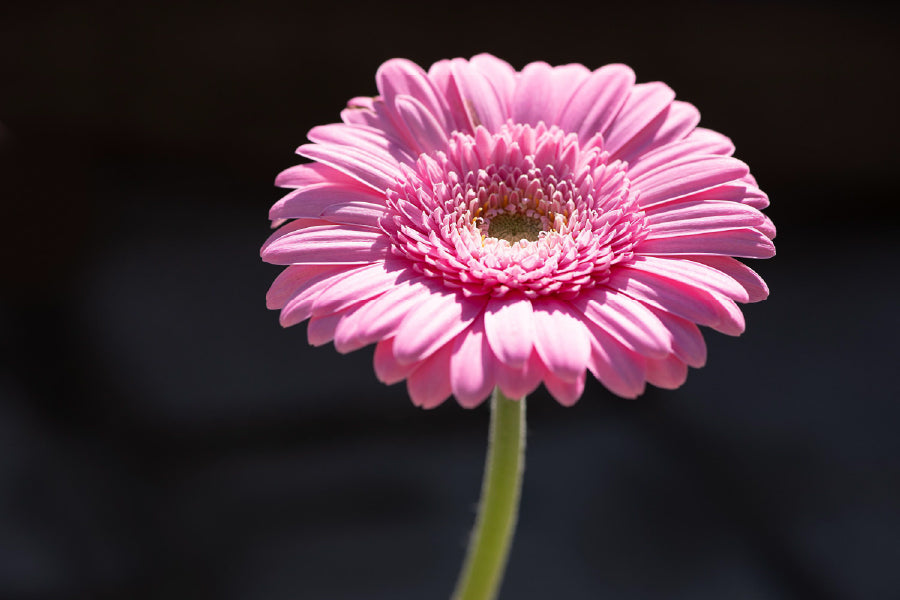 Pink Gerbera Flower on Dark View Photograph Home Decor Premium Quality Poster Print Choose Your Sizes