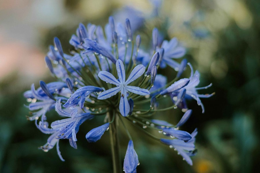 Blue Flower Closeup Photograph Print 100% Australian Made
