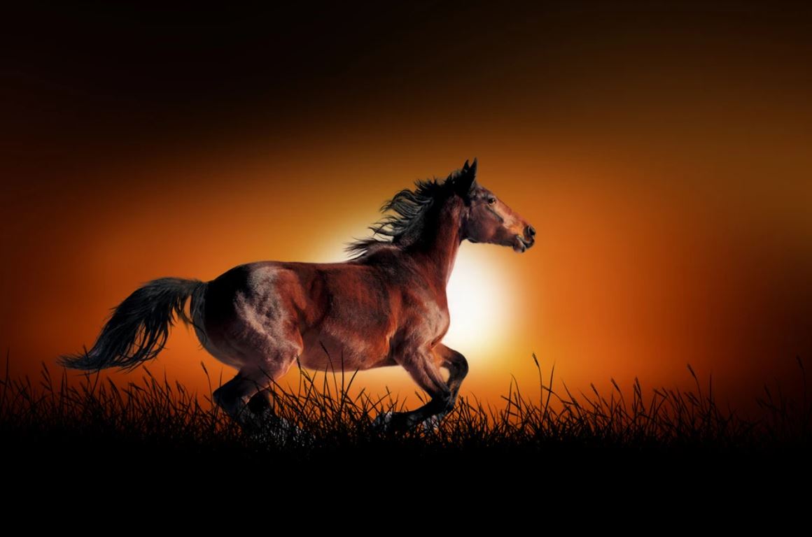 Horse Running at Sunset Scenery Home Decor Premium Quality Poster Print Choose Your Sizes