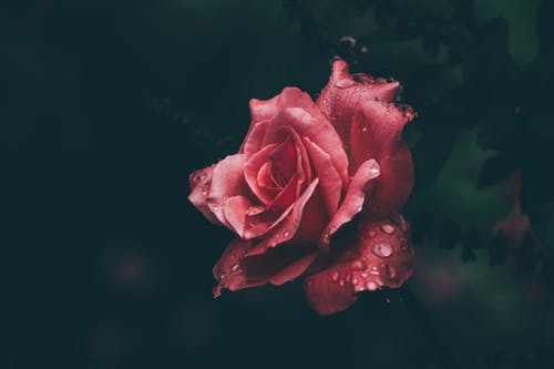 Rose Flower Closeup Photograph Print 100% Australian Made