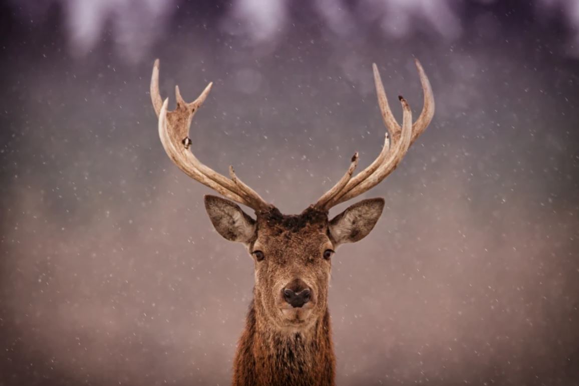 Deer Portrait Photograph Home Decor Premium Quality Poster Print Choose Your Sizes