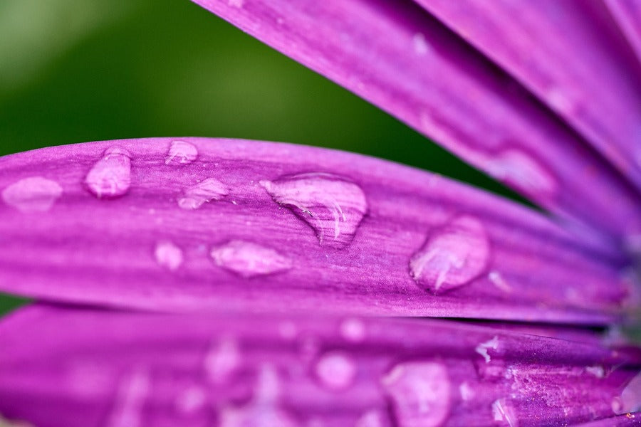 Purple Flower Petals with Water Droplet Photograph Print 100% Australian Made