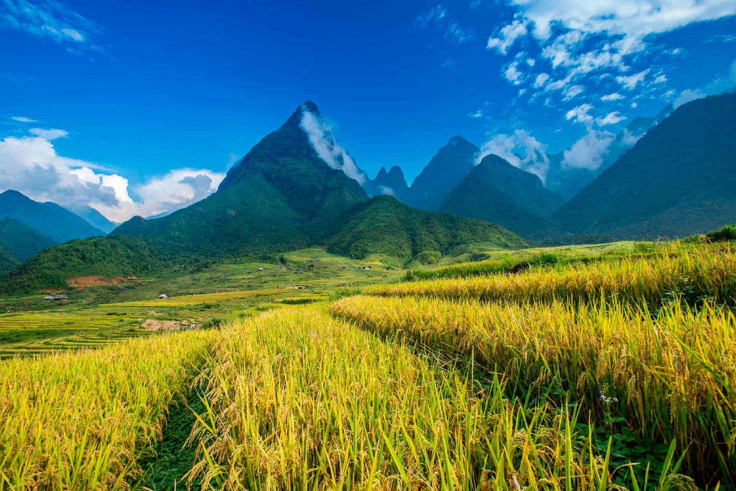 Bella Home Beautiful Rice Paddy Fields Print Canvas Ready to hang