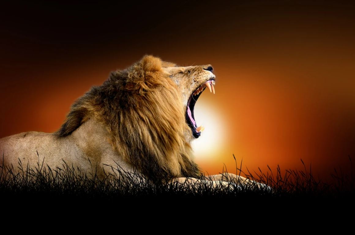 Lion at Sunset Scenery Home Decor Premium Quality Poster Print Choose Your Sizes