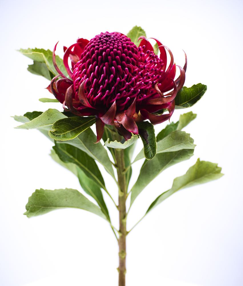 Flower Closeup Photograph Home Decor Premium Quality Poster Print Choose Your Sizes