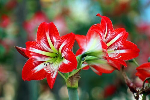 Red Flowers Closeup Photograph Print 100% Australian Made