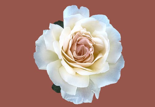 White Flower Closeup Photograph Print 100% Australian Made