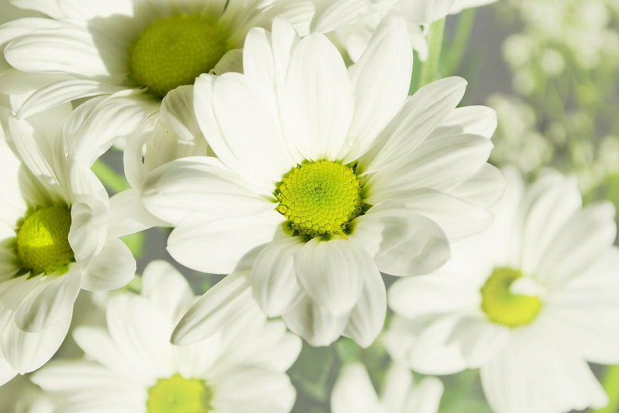 White chrysanthemum Flowers Photograph Print 100% Australian Made
