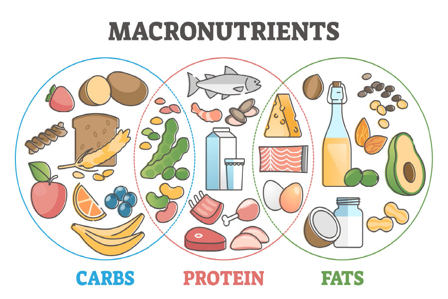 Macronutrients Diet Food Chart Vector Art Print 100% Australian Made