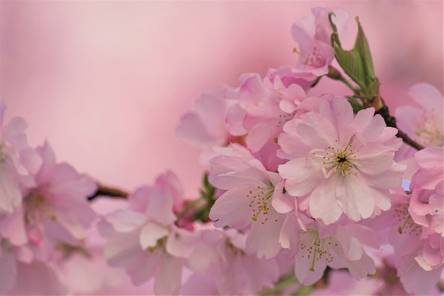 Pink Cherry Blossom Flower Closeup Photograph Print 100% Australian Made