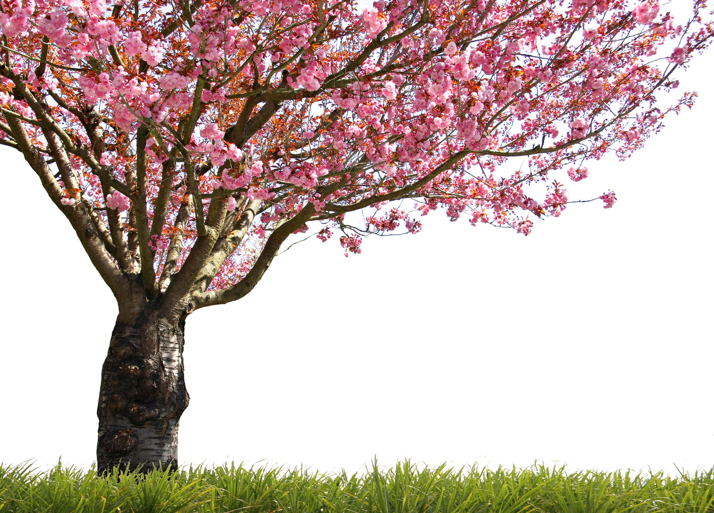 Pink Flower Tree Photograph Home Decor Premium Quality Poster Print Choose Your Sizes