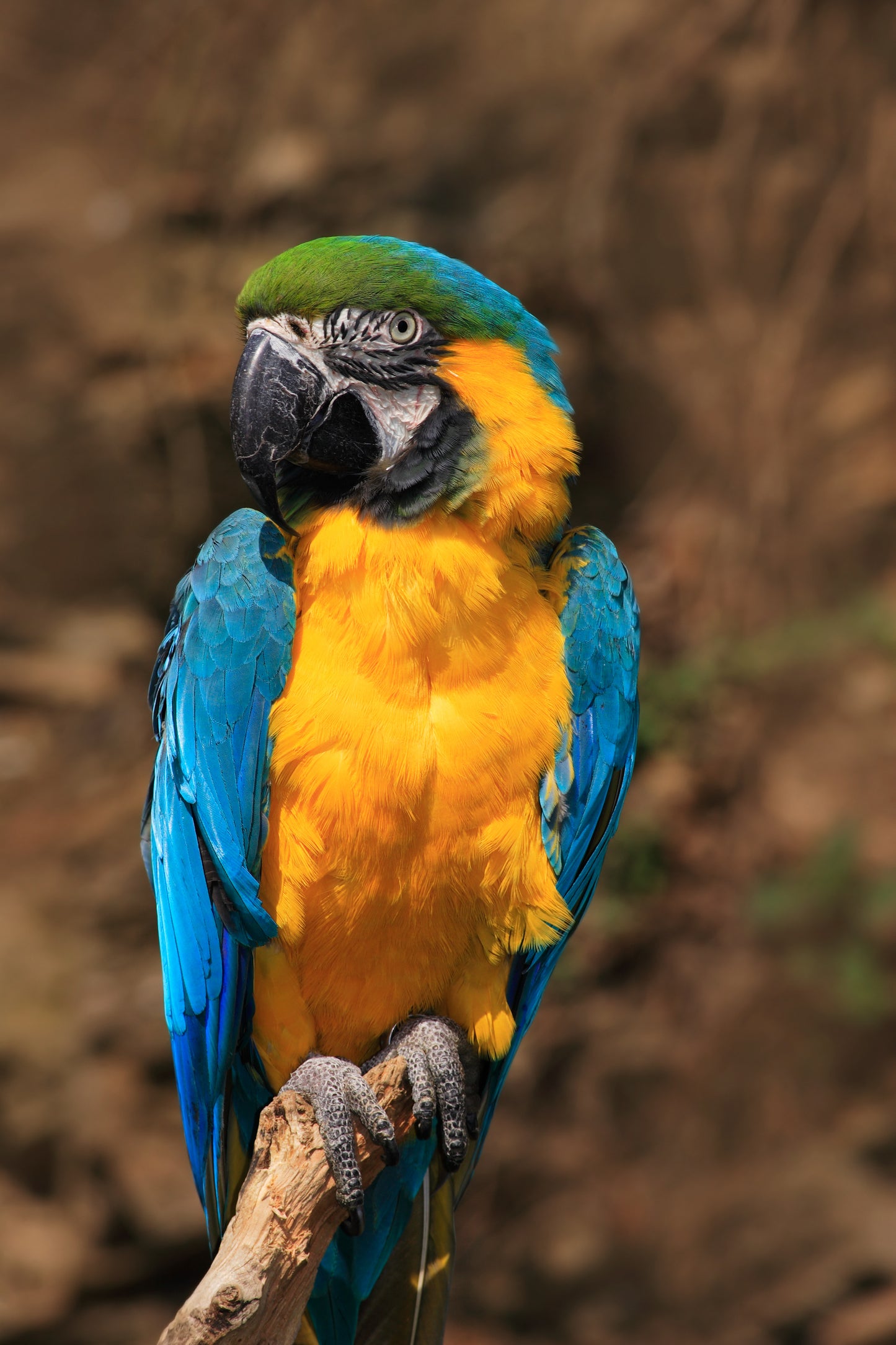Macaw Bird Closeup Photograph Print 100% Australian Made