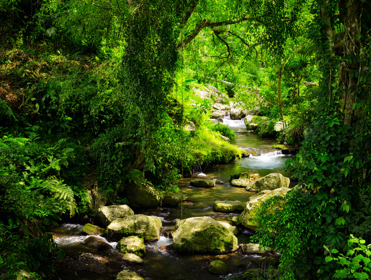 Stunning Deep Forest Photograph Print 100% Australian Made