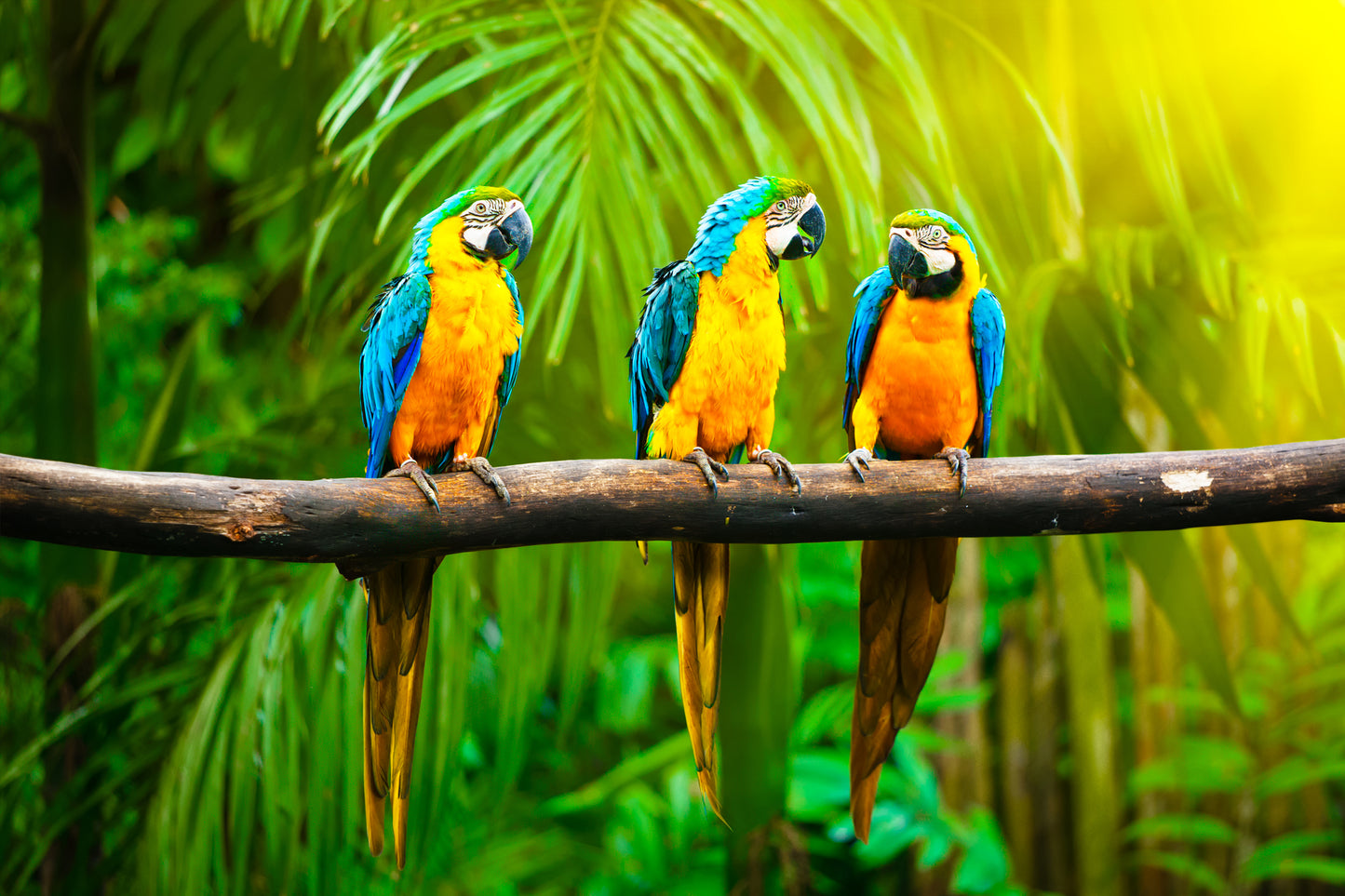 Macaw Bird on a Tree Photograph Home Decor Premium Quality Poster Print Choose Your Sizes
