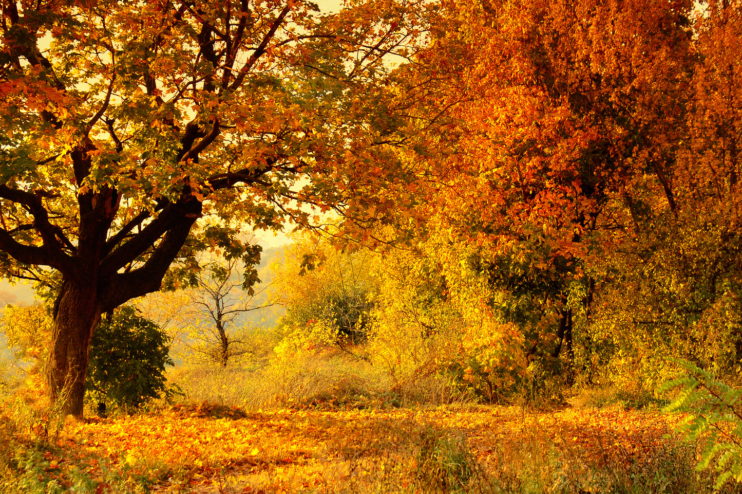 Autumn Forest Scenery Photograph Home Decor Premium Quality Poster Print Choose Your Sizes