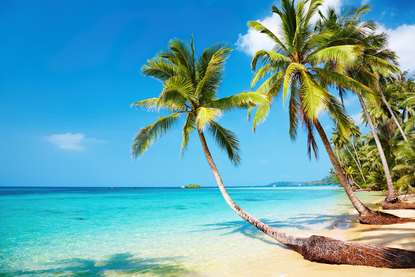 Palm Trees & Beach Scenery Photograph Print 100% Australian Made