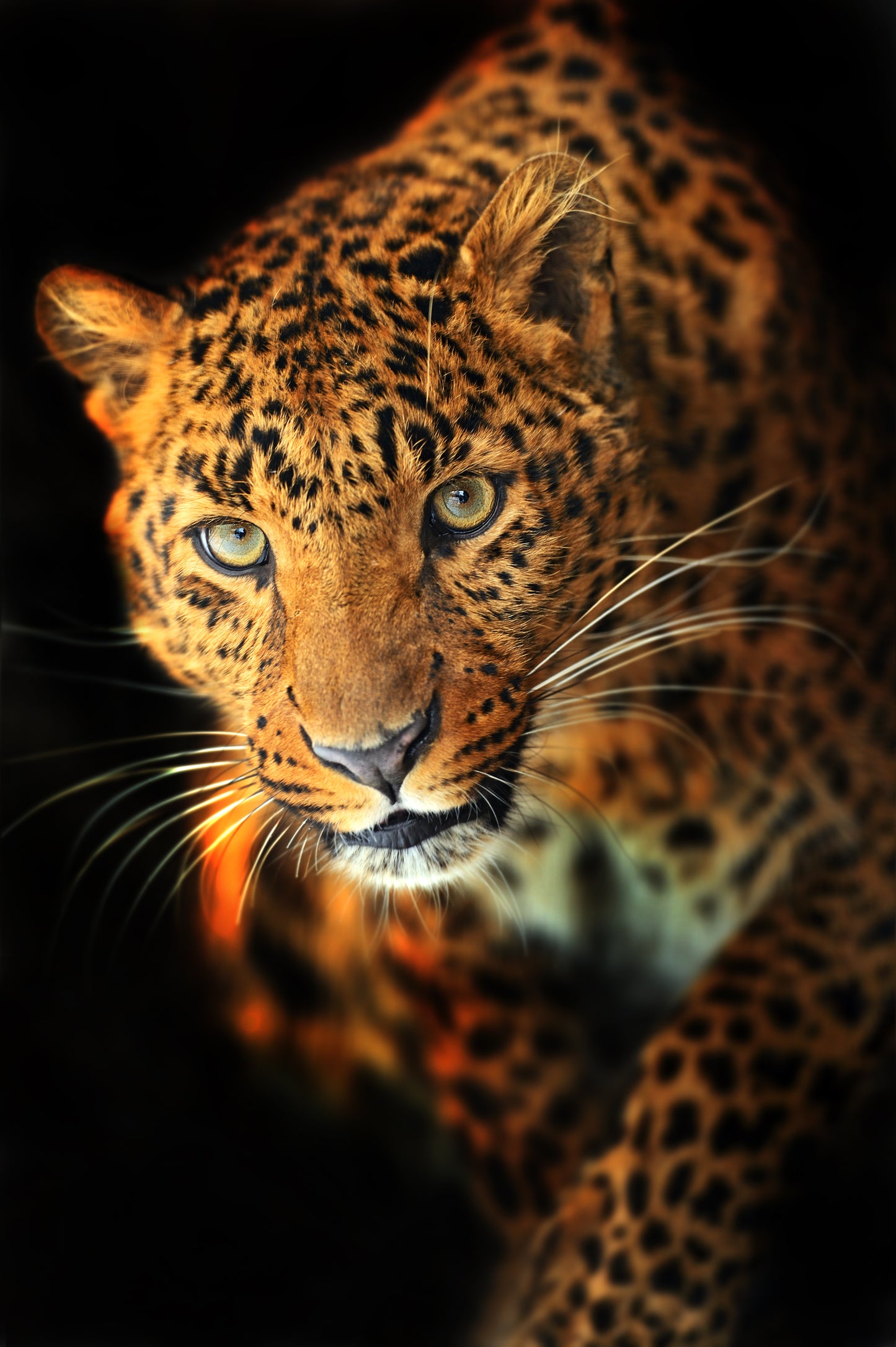 Leopard Portrait Photograph Print 100% Australian Made