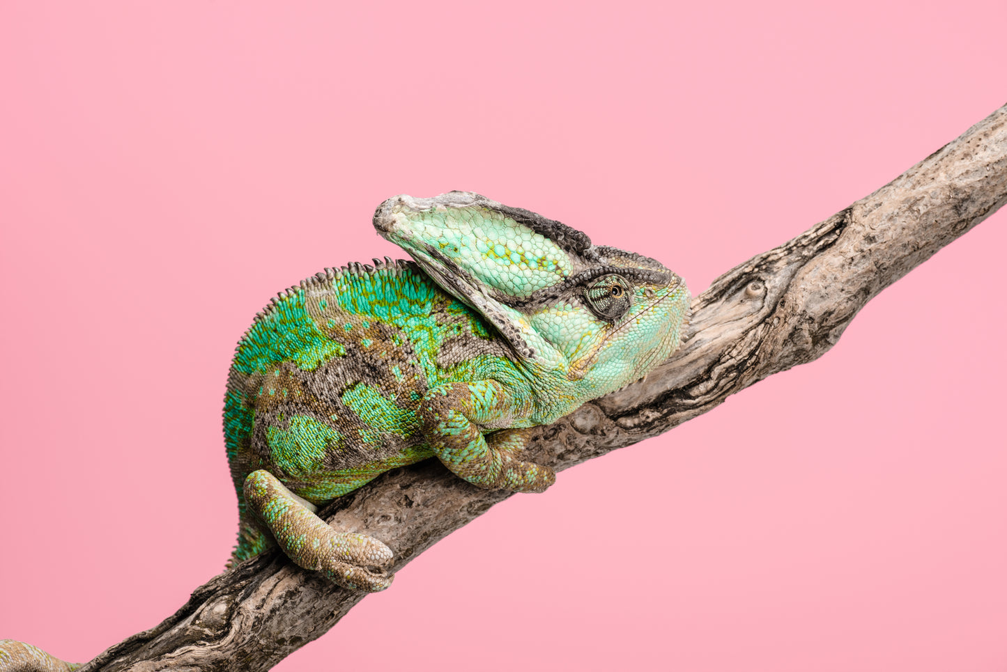 Green Chameleon Sitting on Tree Branch Photograph Print 100% Australian Made