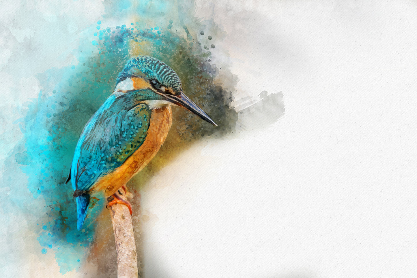 Kingfisher Bird Watercolor Painting Print 100% Australian Made