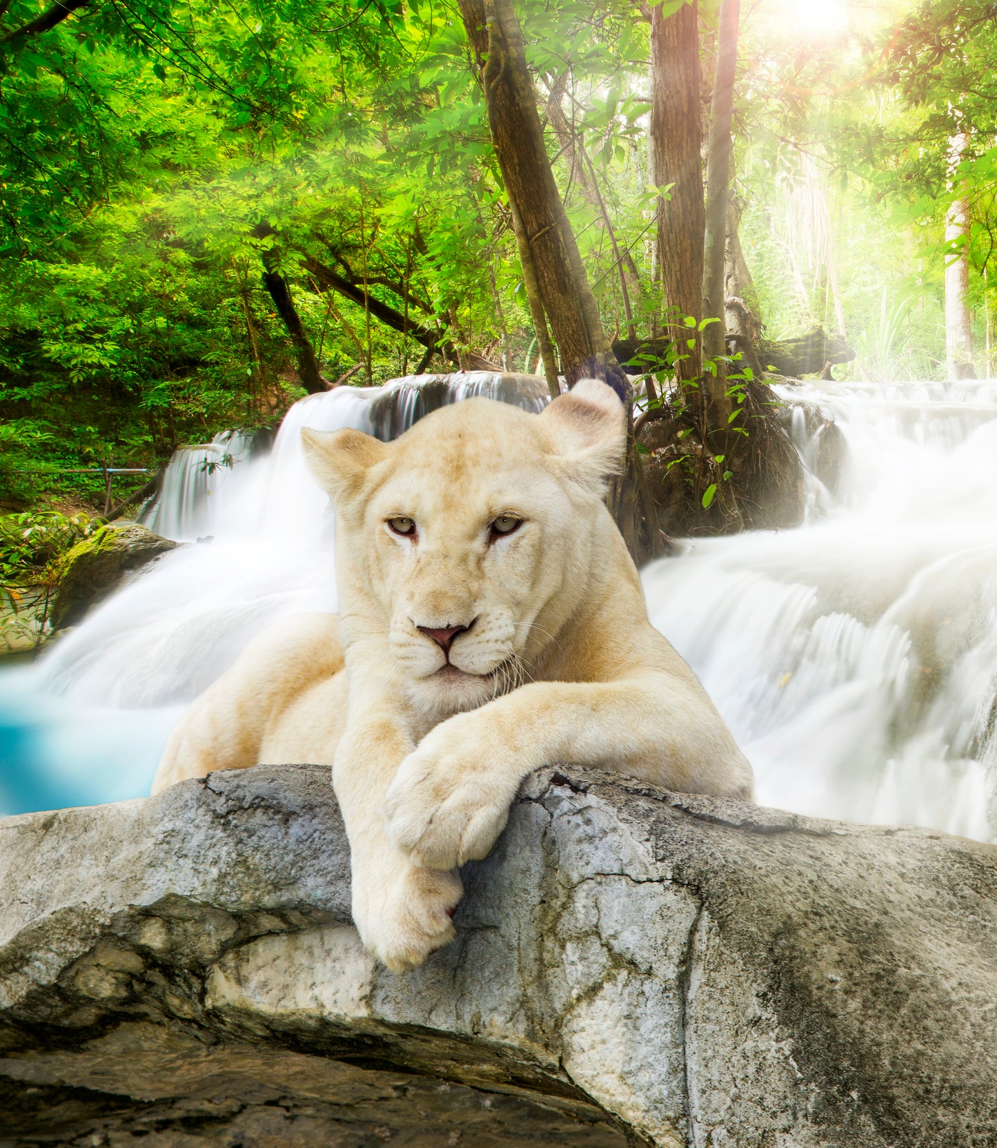 Square Canvas White Lioness in Forest Photograph High Quality Print 100% Australian Made