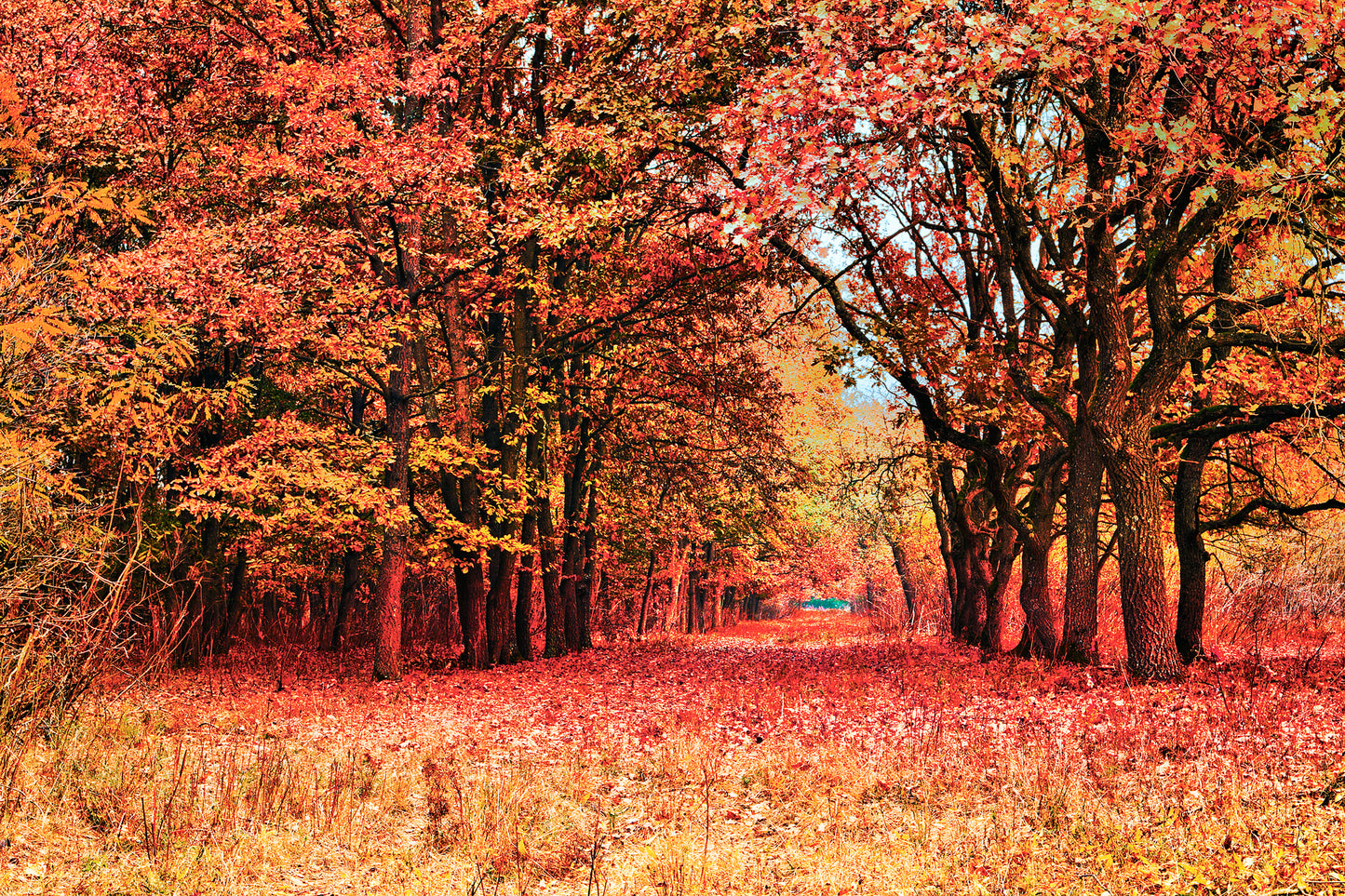 Autumn Tree Forest Photograph Home Decor Premium Quality Poster Print Choose Your Sizes