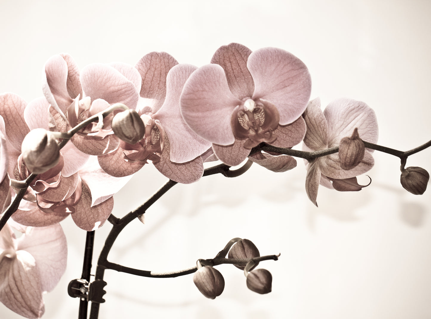 Orchid Flowers Closeup Photograph Home Decor Premium Quality Poster Print Choose Your Sizes