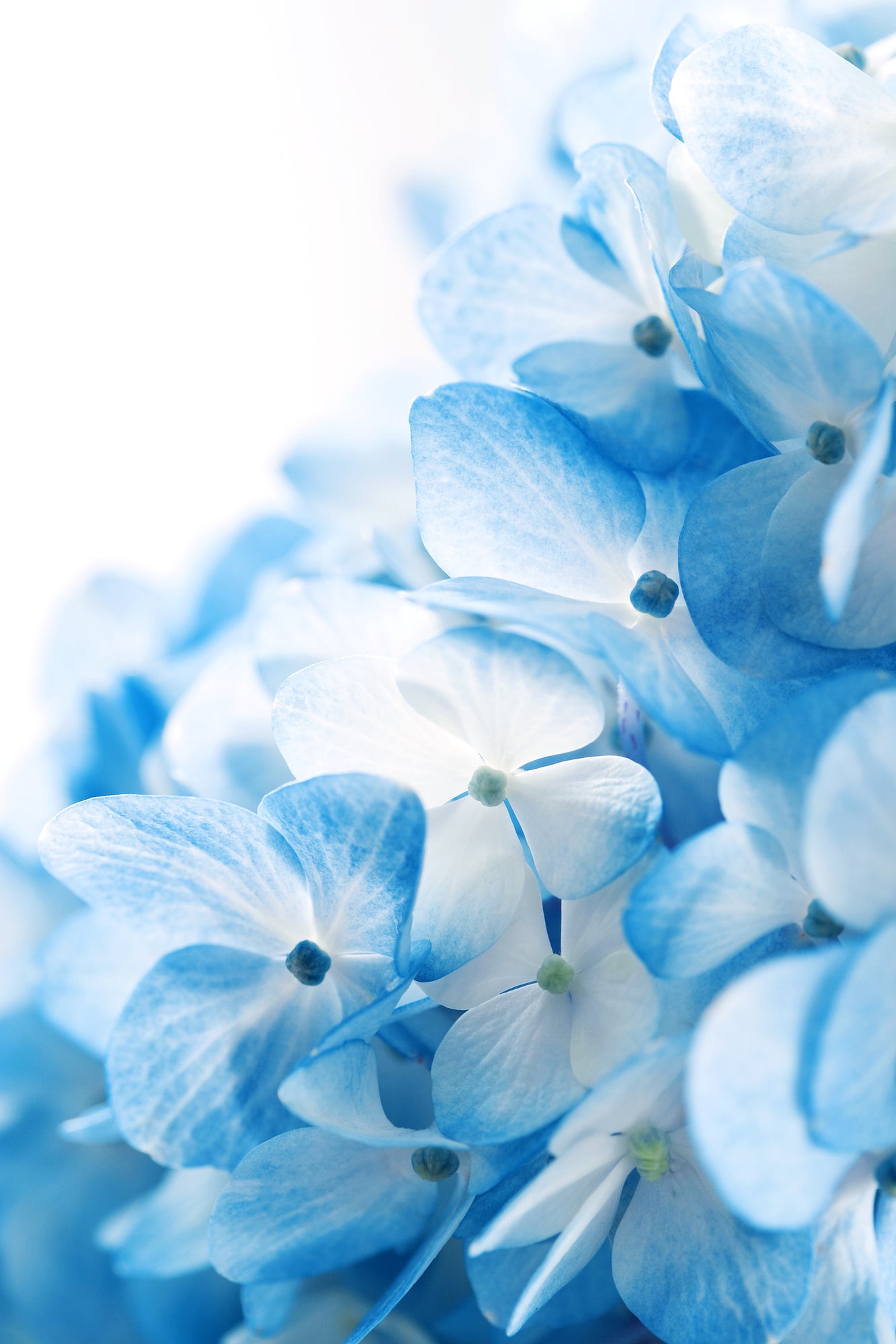 Blue Flowers Closeup Photograph Home Decor Premium Quality Poster Print Choose Your Sizes