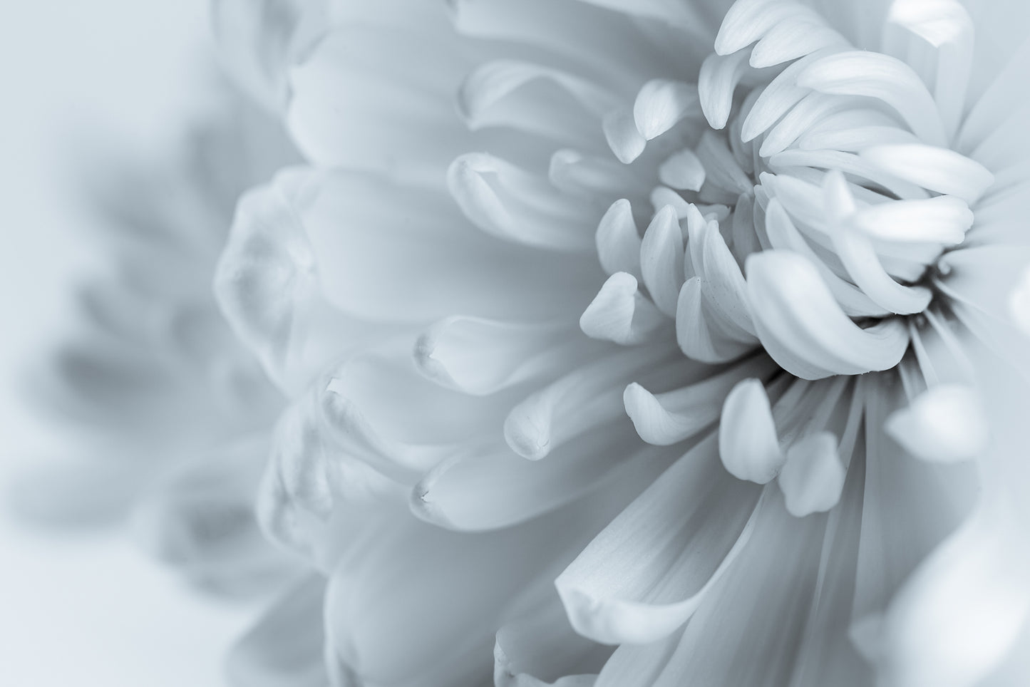 White Flower Closeup Photograph Home Decor Premium Quality Poster Print Choose Your Sizes