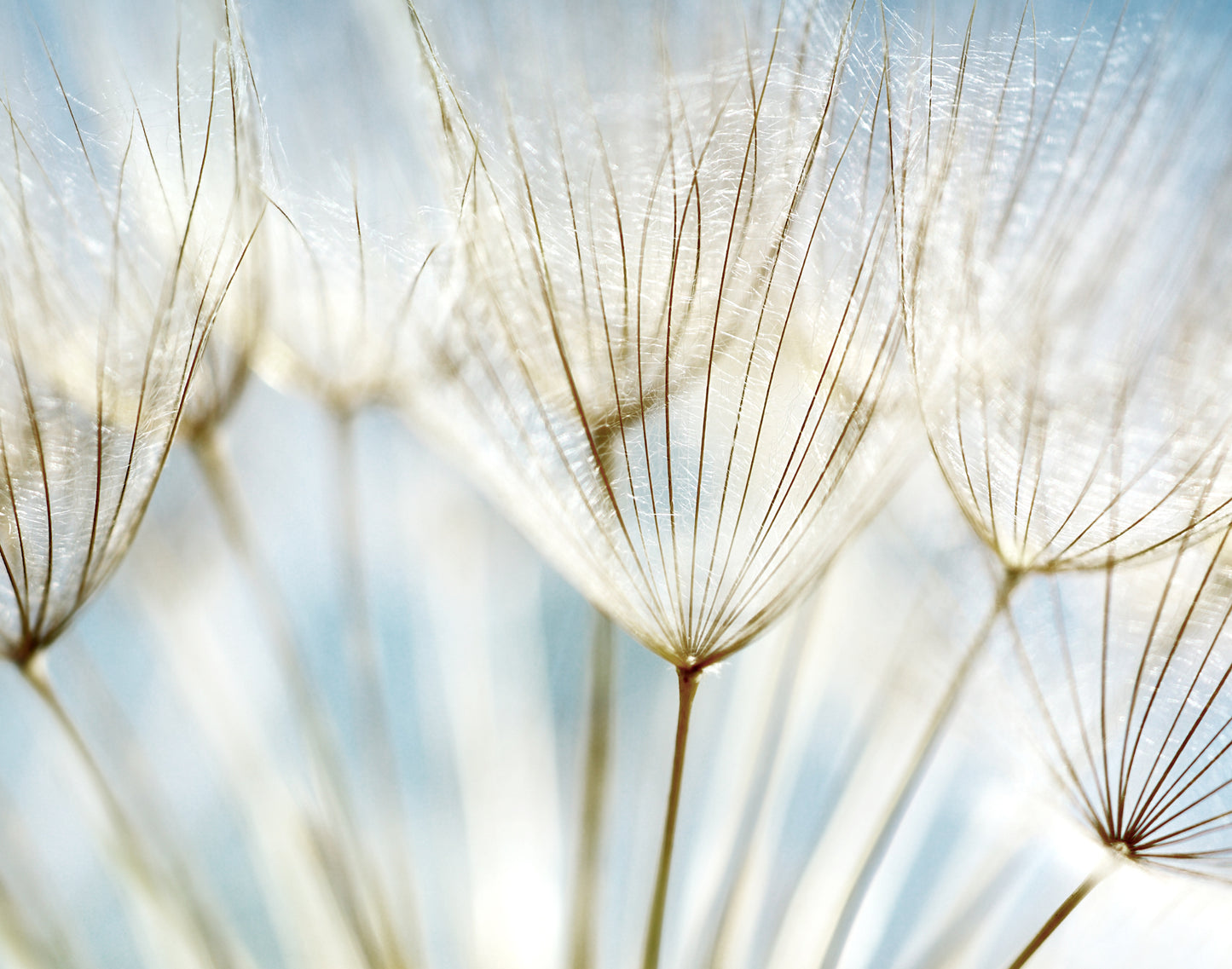 Dandelion Flowers Closeup View Home Decor Premium Quality Poster Print Choose Your Sizes