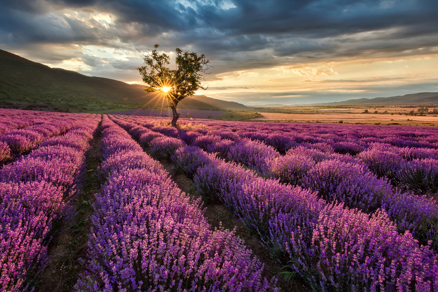 Lavender Field Scenery Photograph Home Decor Premium Quality Poster Print Choose Your Sizes