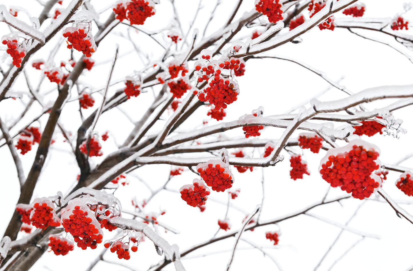 Red Berry Tree in Snow Photograph Home Decor Premium Quality Poster Print Choose Your Sizes