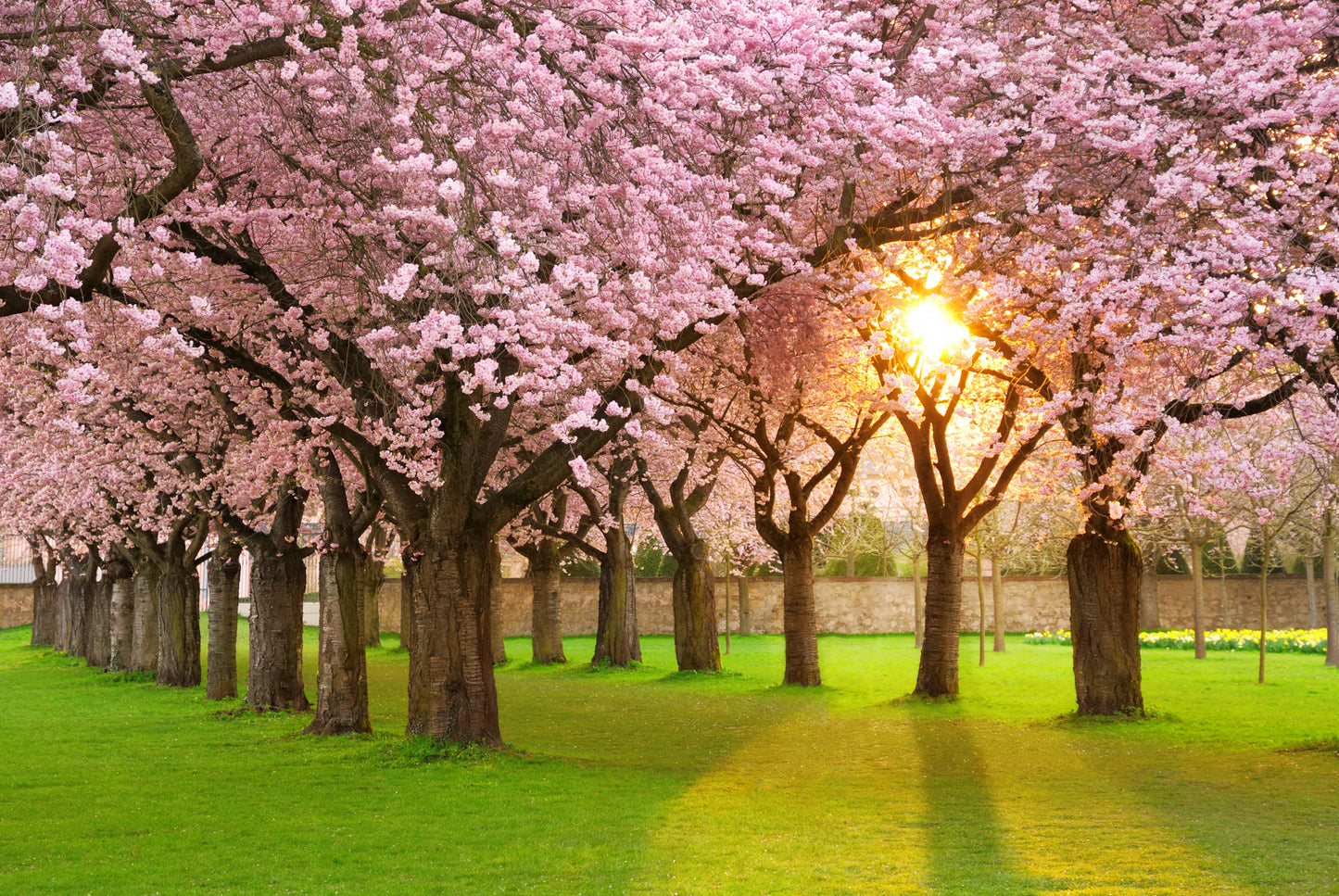 Pink Floral Trees Park Photograph Print 100% Australian Made