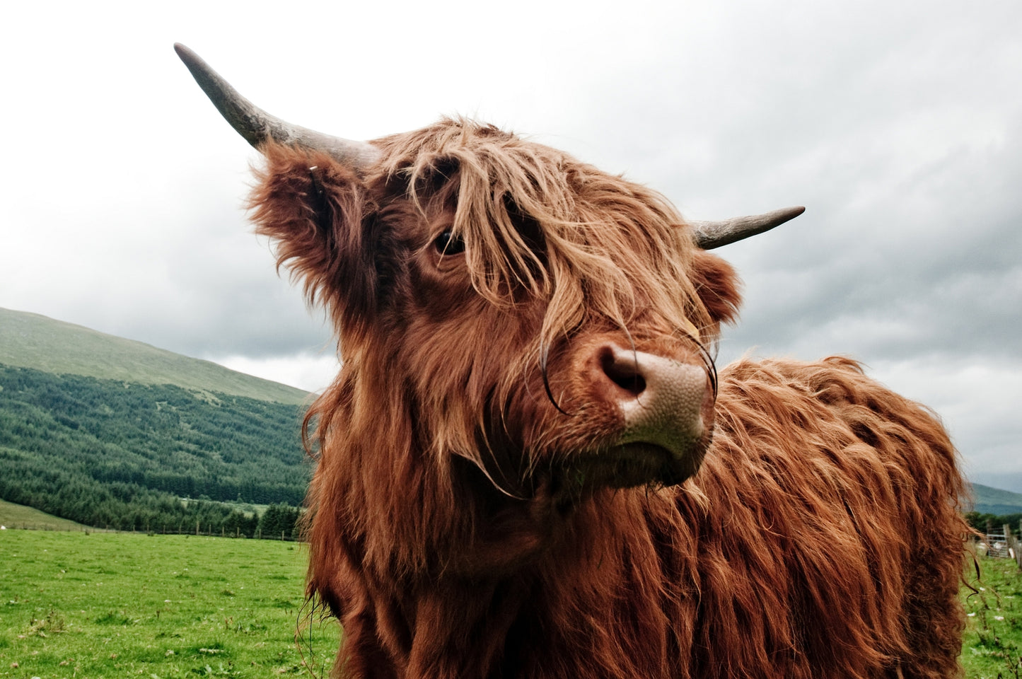 Highland Cow Near Mountain Photograph Print 100% Australian Made