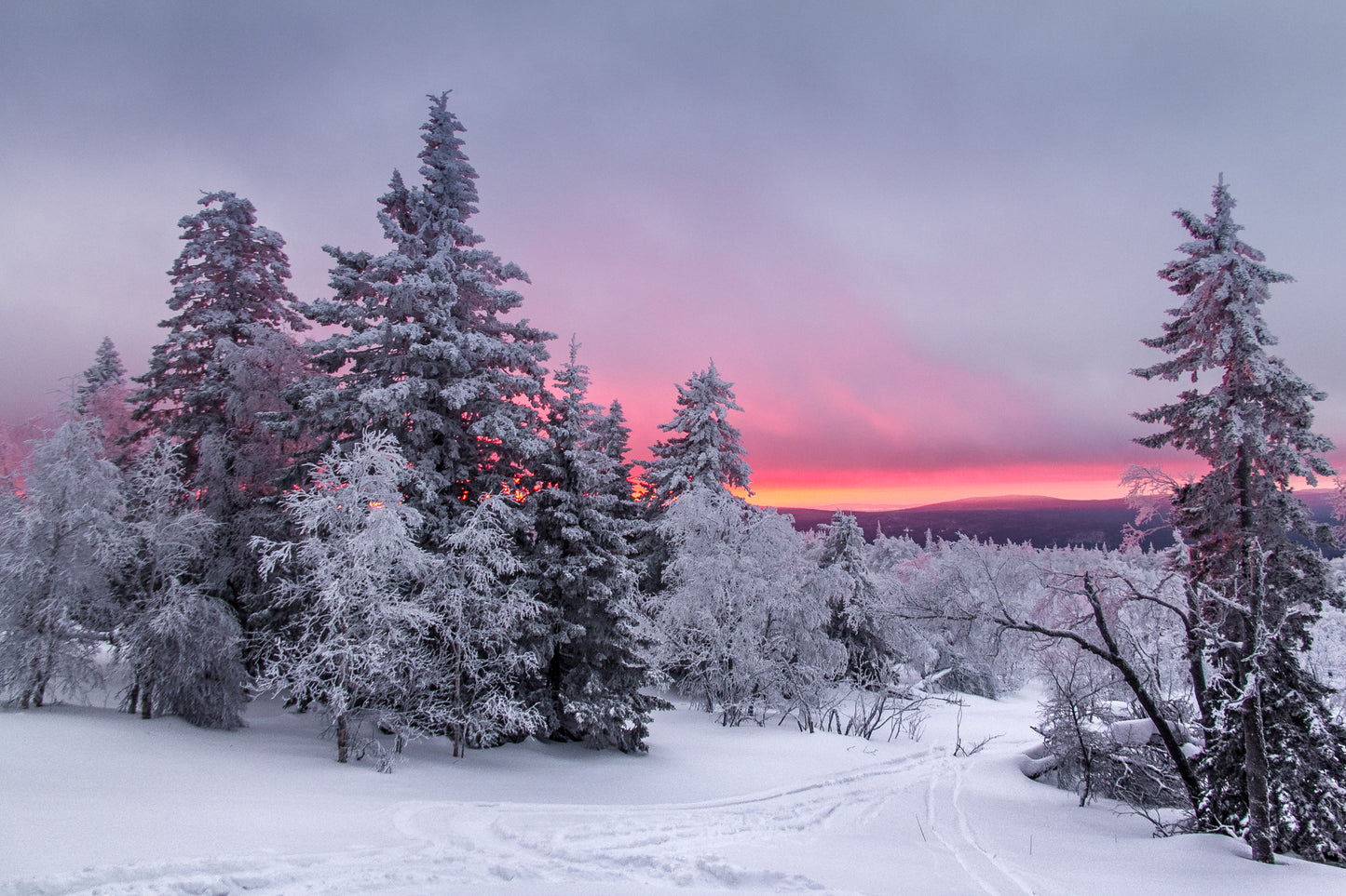 Snow Covered Forest Photograph Print 100% Australian Made