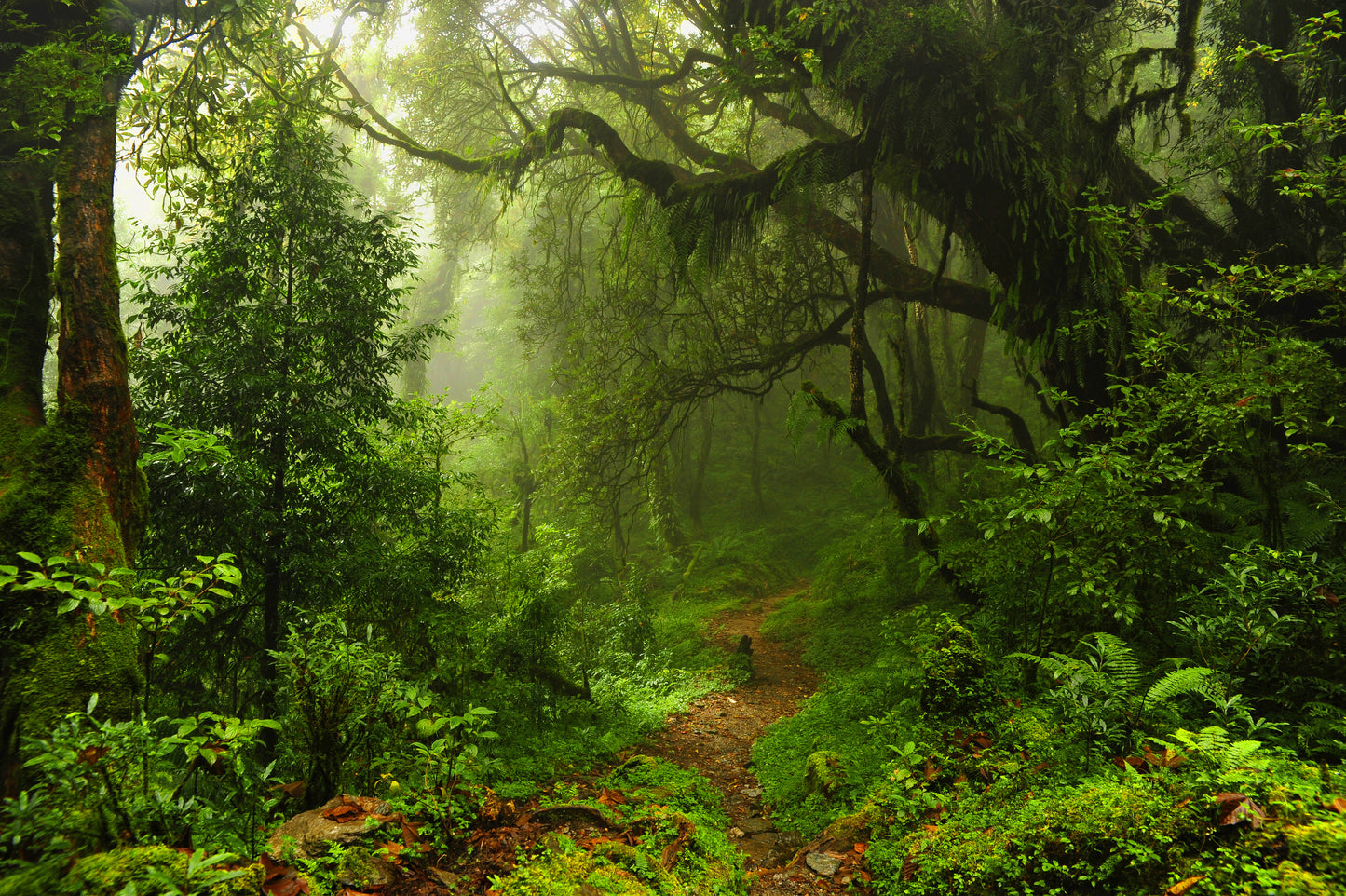 Deep Forest Photograph Print 100% Australian Made