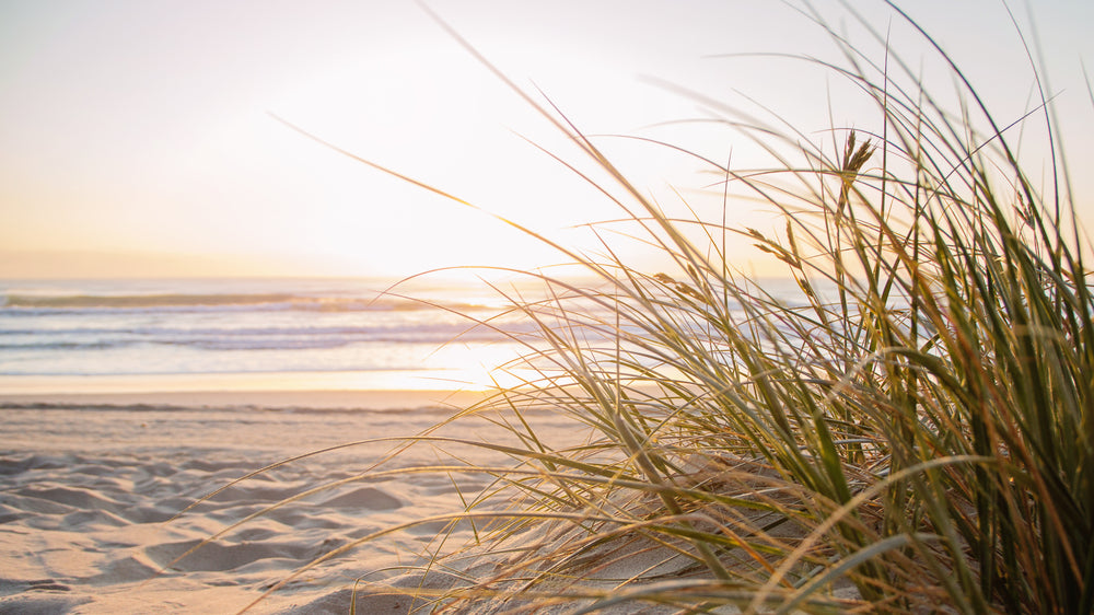 Grass on Beach Scenery Photograph Home Decor Premium Quality Poster Print Choose Your Sizes