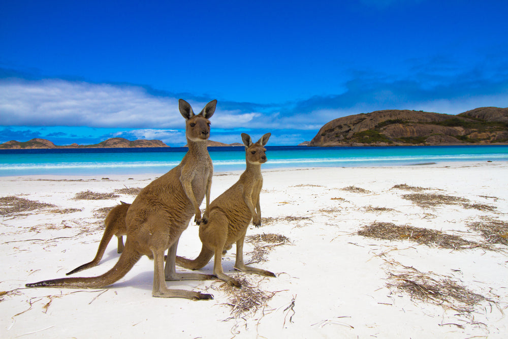 Kangaroos on Beach Scenery Photograph Print 100% Australian Made