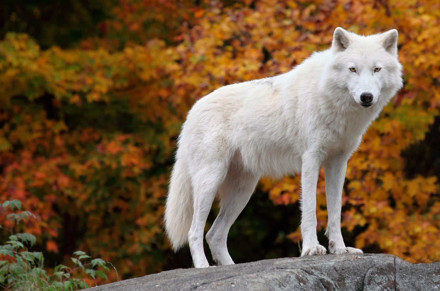 White Dog in Forest Photograph Home Decor Premium Quality Poster Print Choose Your Sizes