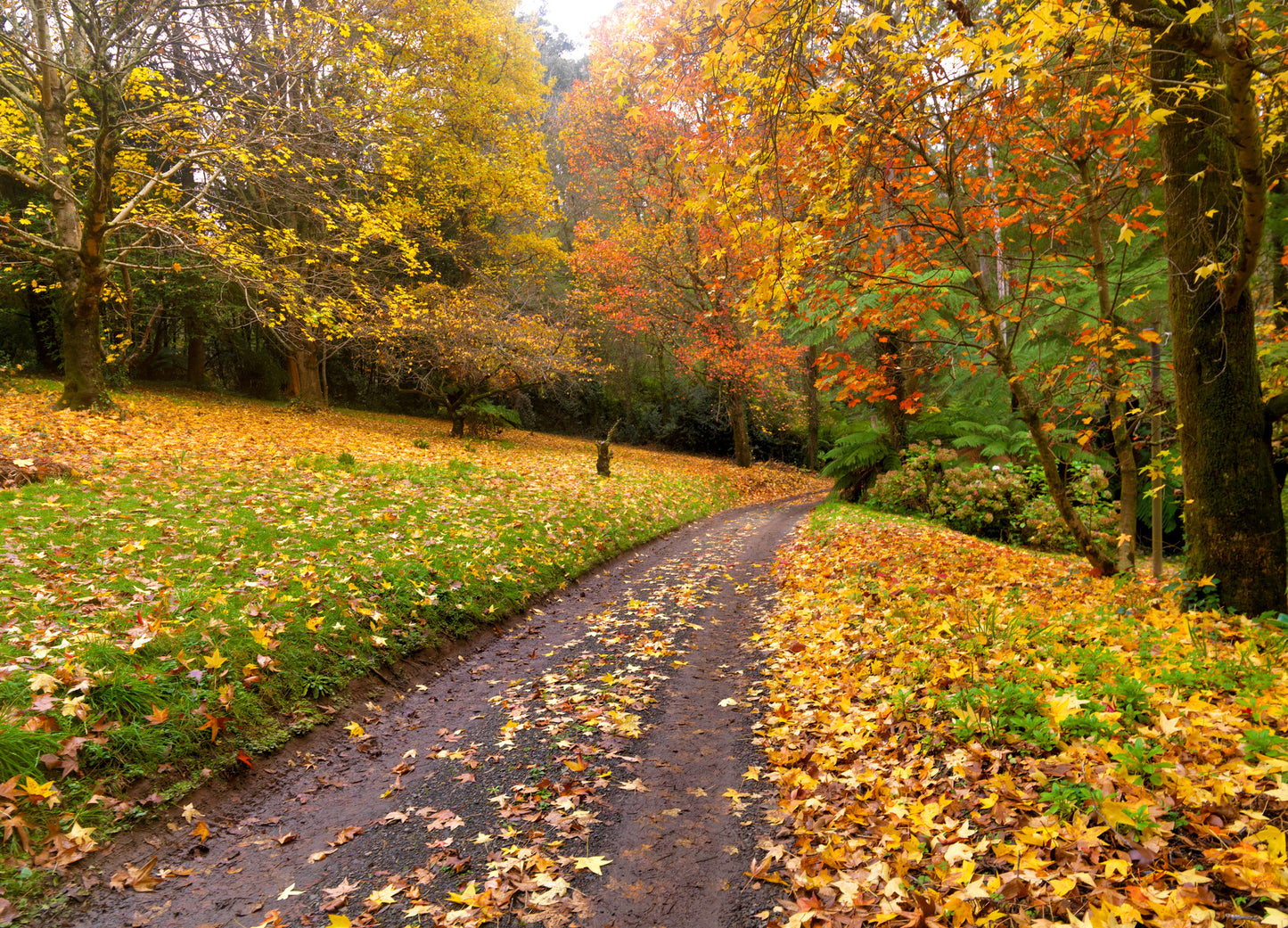 Autumn Forest Scenery Photograph Home Decor Premium Quality Poster Print Choose Your Sizes