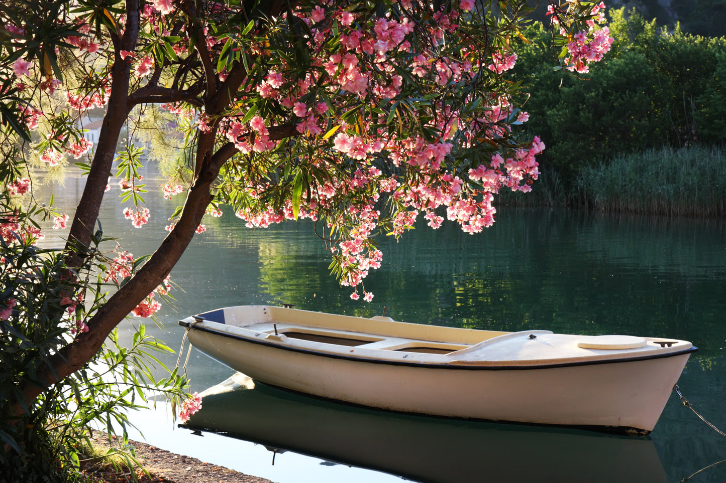 Boat on Lake & Blossom Tree View Home Decor Premium Quality Poster Print Choose Your Sizes