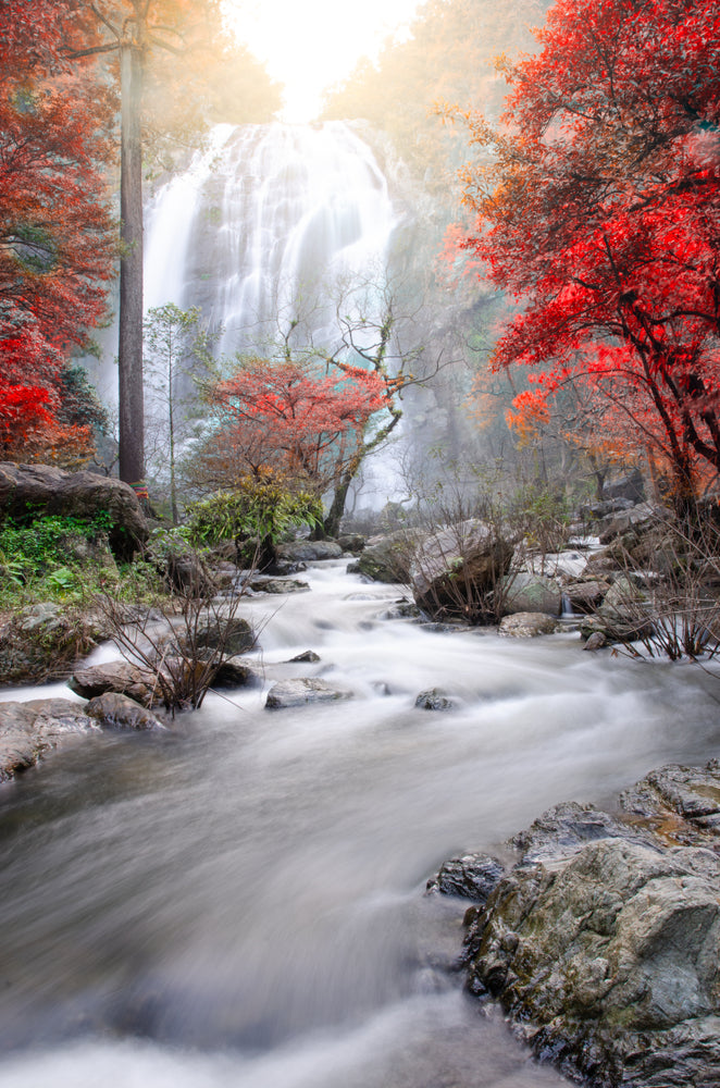 Water Stream in Autumn Forest Photograph Print 100% Australian Made