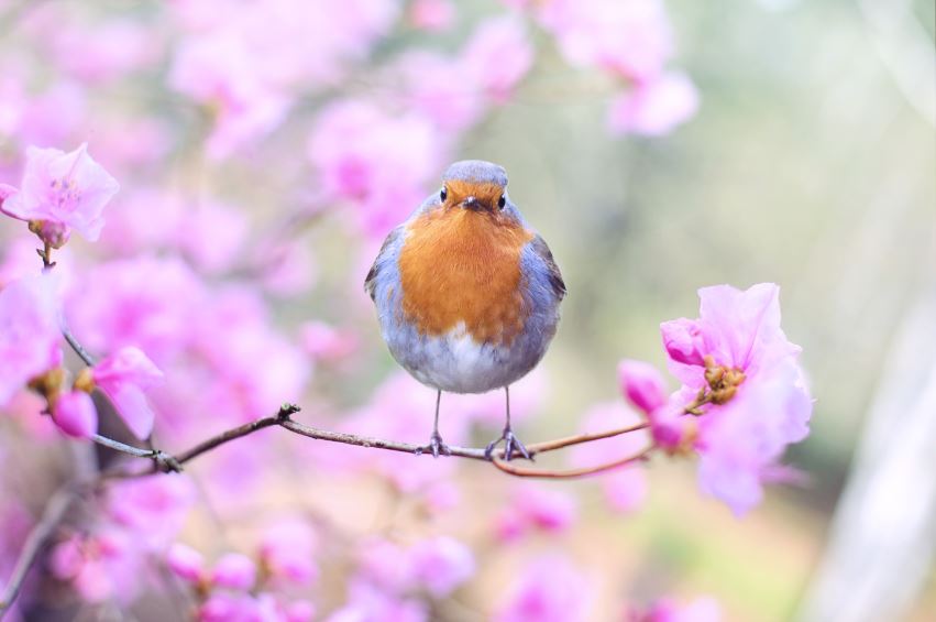 Beautiful Bird on a Flower Tree Photograph Print 100% Australian Made