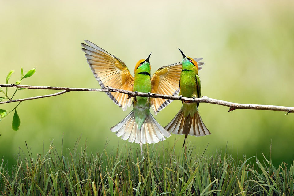 Humming Bird Pair Photograph Print 100% Australian Made