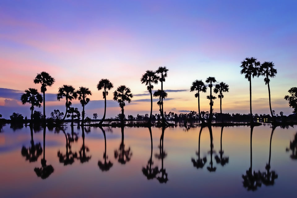 Palm Trees Near Lake Photograph Print 100% Australian Made