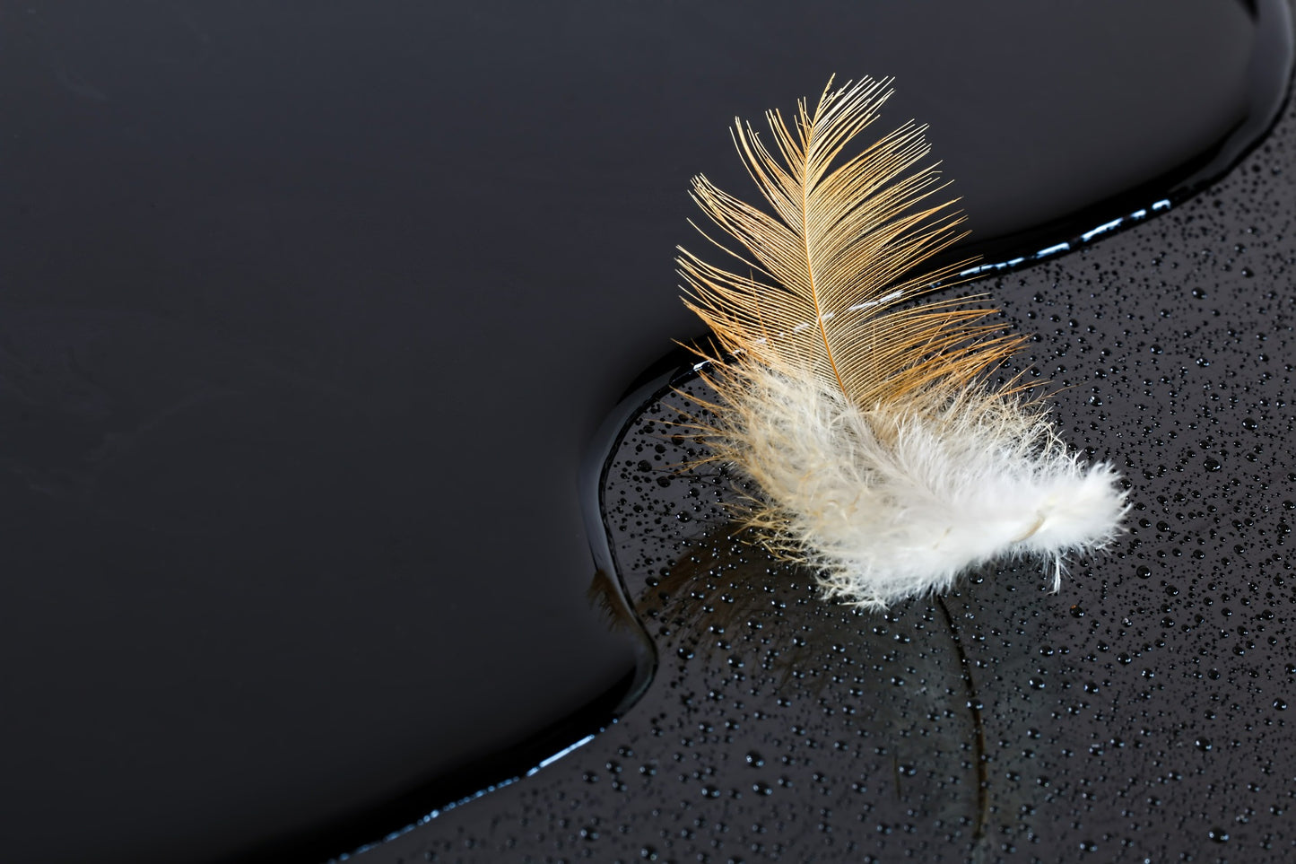 Feather Near Water Photograph Print 100% Australian Made