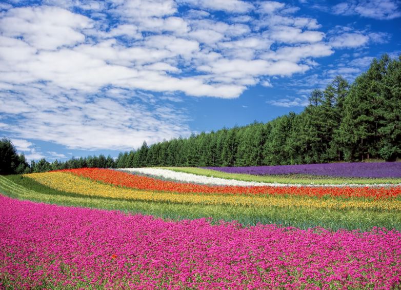 Colorful Flower Field Photograph Print 100% Australian Made