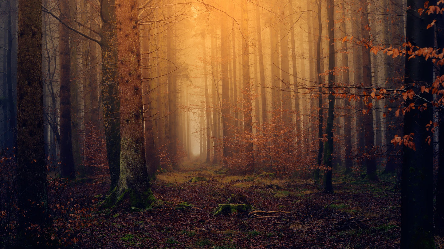 Autumn Forest Sunset View Home Decor Premium Quality Poster Print Choose Your Sizes