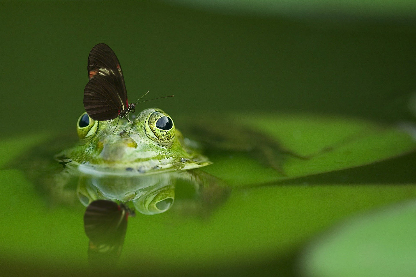 Frog with Butterfly Photograph Home Decor Premium Quality Poster Print Choose Your Sizes