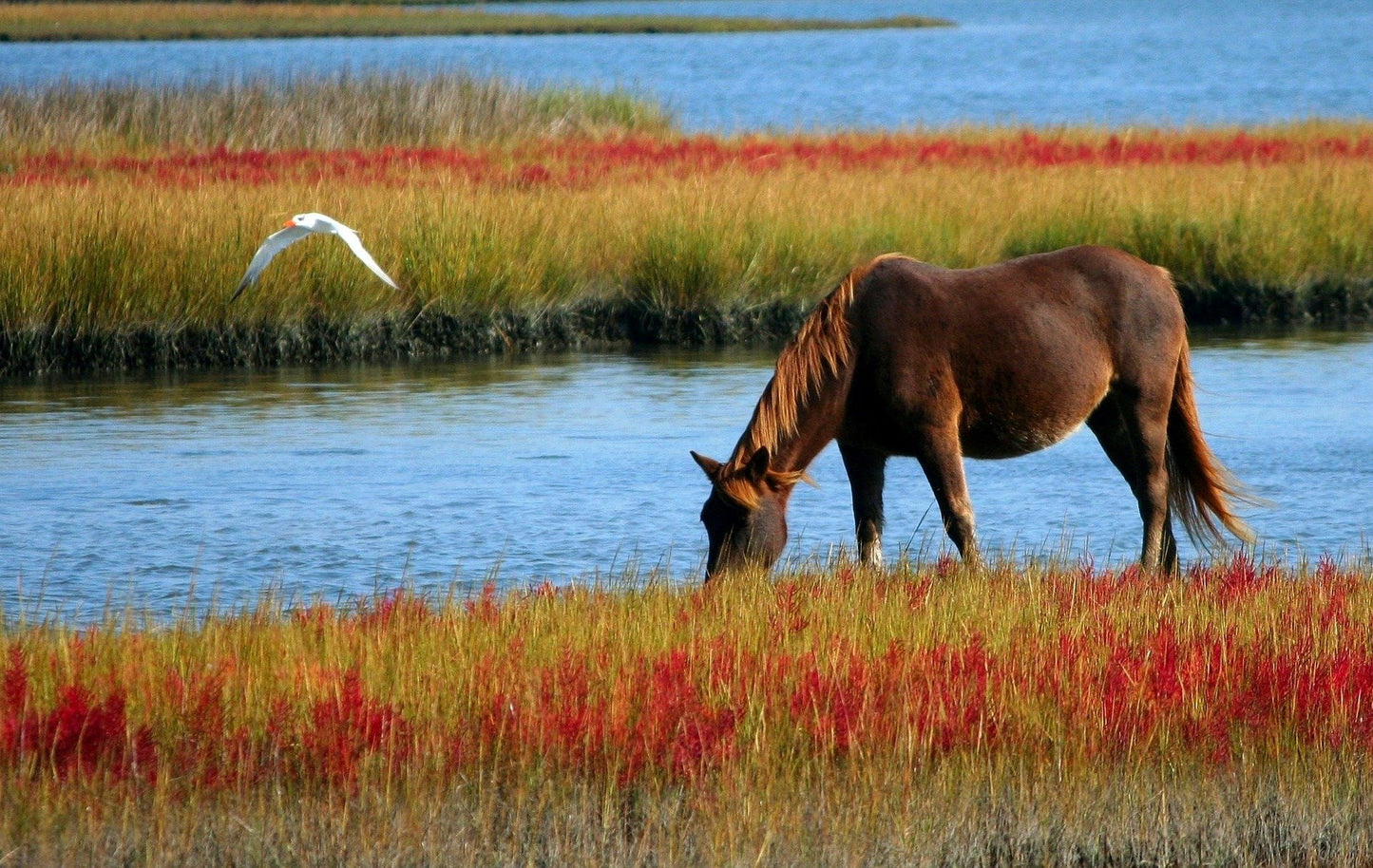 Horse Near Waterstream Photograph Home Decor Premium Quality Poster Print Choose Your Sizes